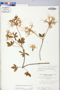 Rhododendron periclymenoides image