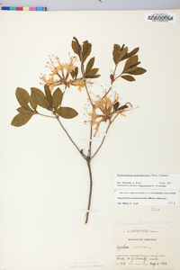 Rhododendron periclymenoides image