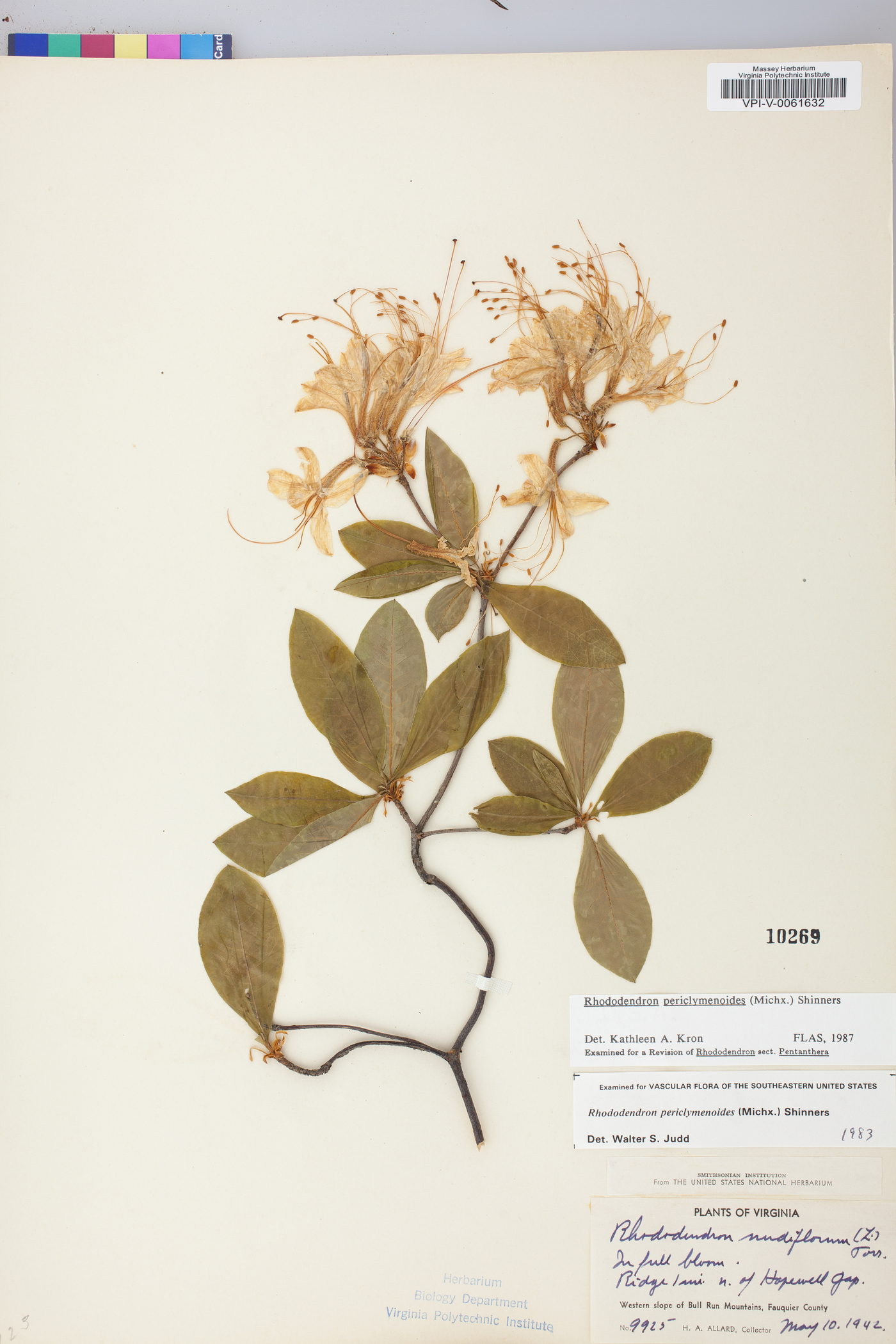 Rhododendron periclymenoides image