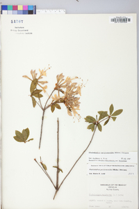 Rhododendron periclymenoides image