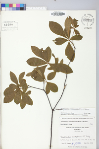 Rhododendron periclymenoides image