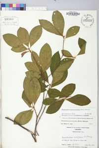 Rhododendron periclymenoides image