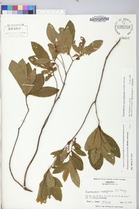 Rhododendron periclymenoides image