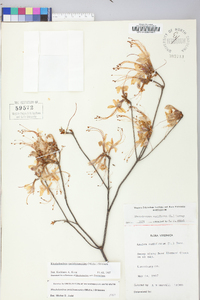 Rhododendron periclymenoides image