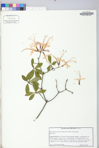 Rhododendron periclymenoides image