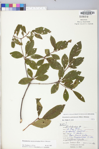 Rhododendron periclymenoides image