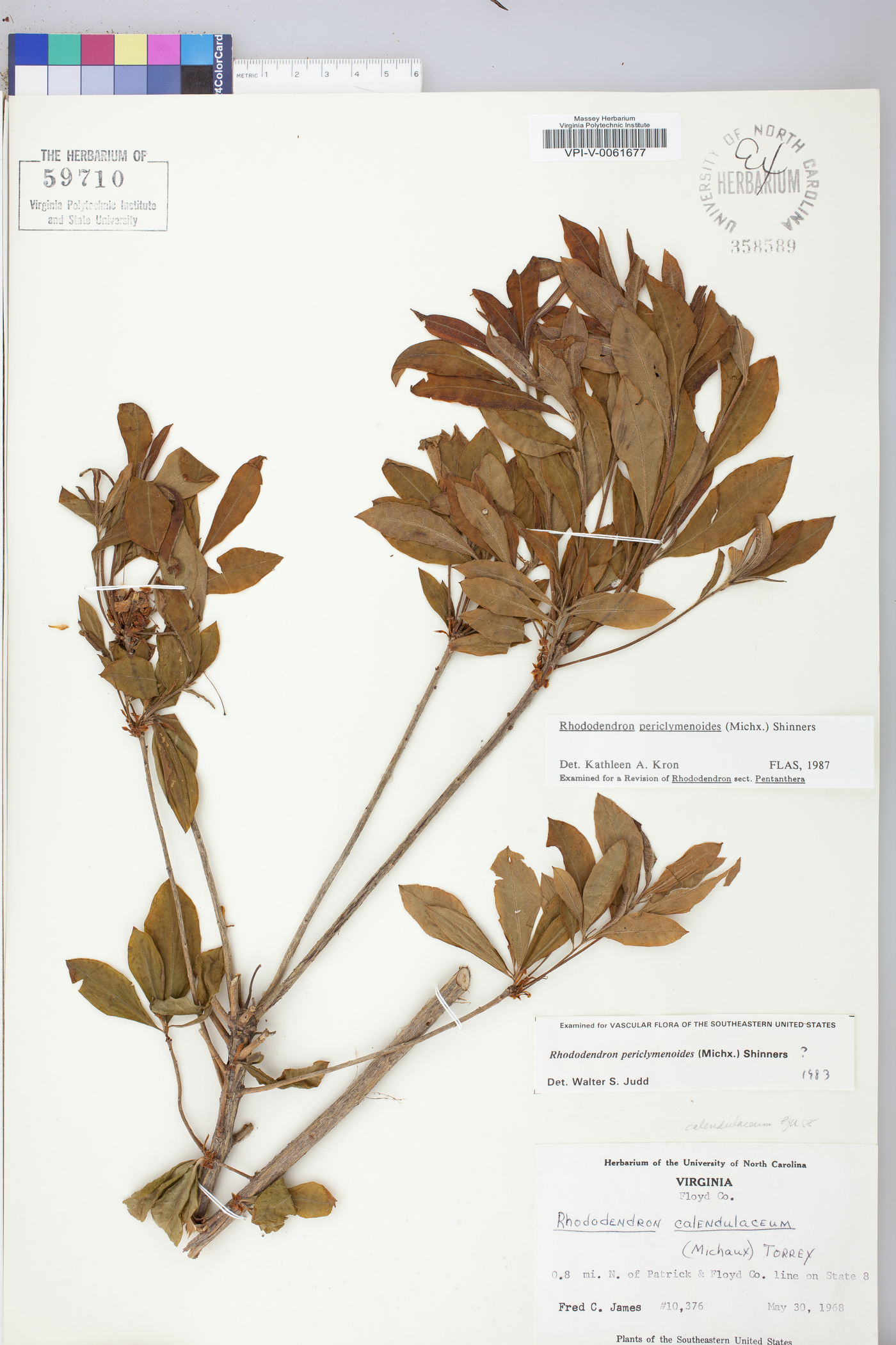 Rhododendron periclymenoides image