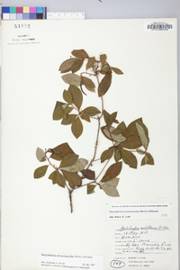 Rhododendron periclymenoides image