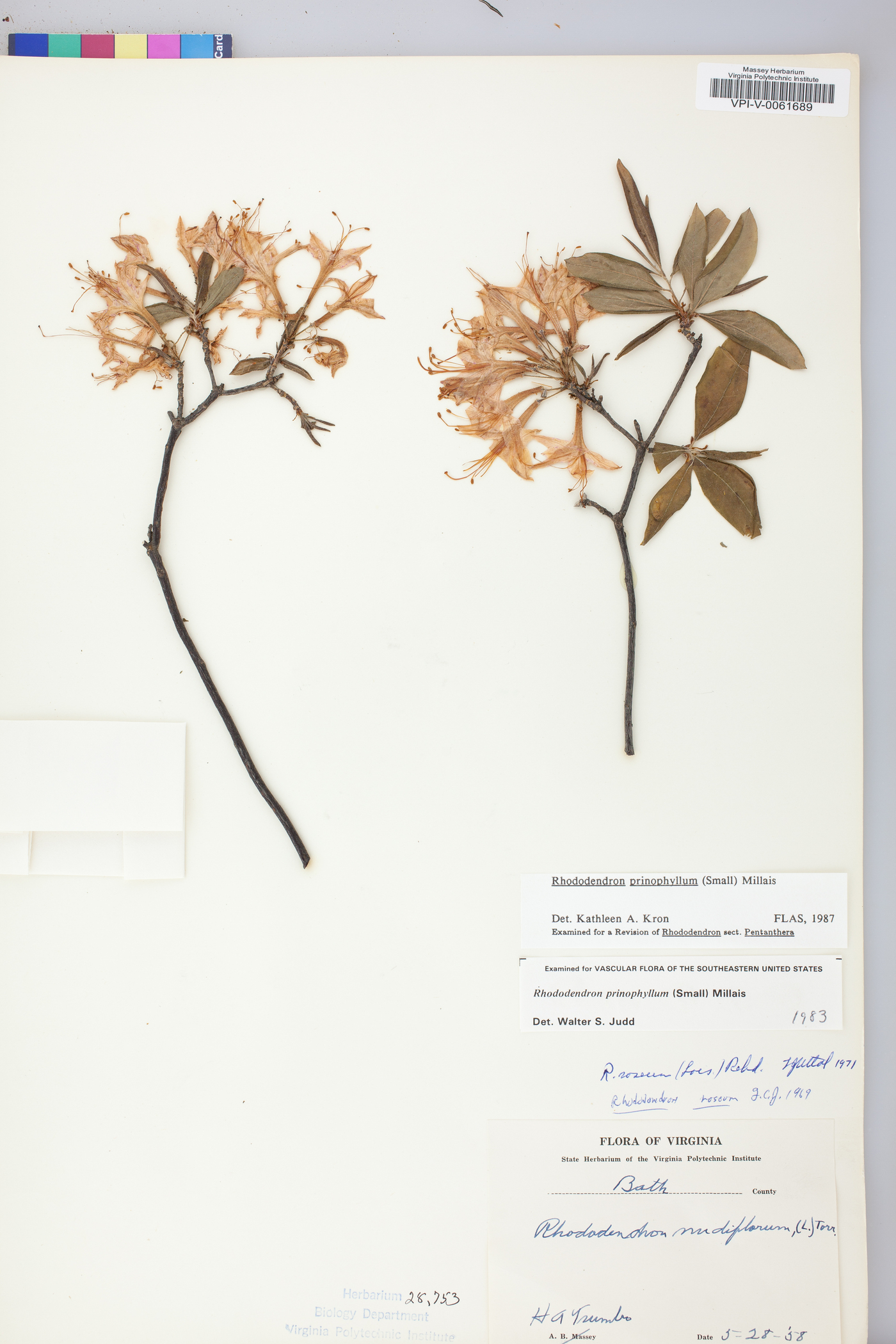 Rhododendron prinophyllum image