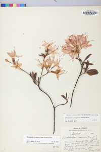 Rhododendron prinophyllum image