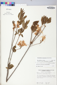 Rhododendron prinophyllum image