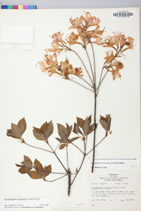 Rhododendron prinophyllum image