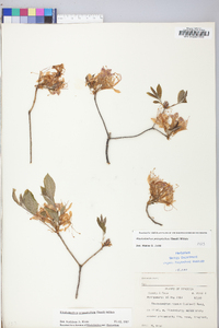 Rhododendron prinophyllum image