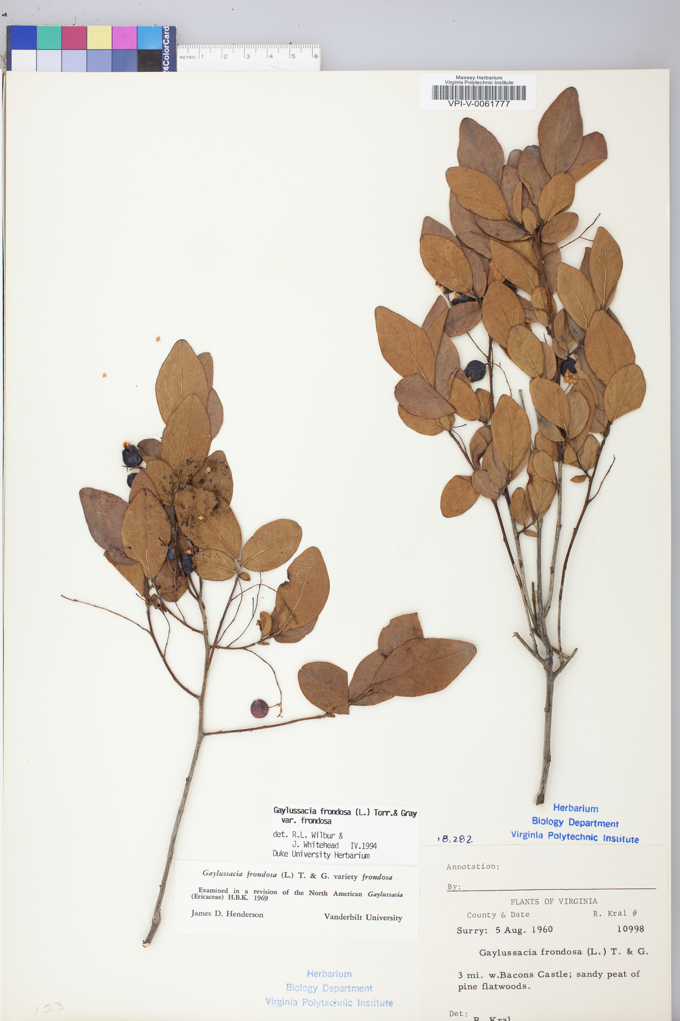 Gaylussacia frondosa var. frondosa image