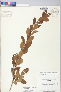 Gaylussacia frondosa var. frondosa image