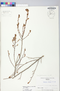 Gaylussacia frondosa var. frondosa image