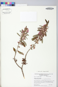 Kalmia angustifolia image