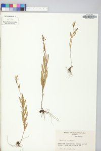 Oenothera perennis image