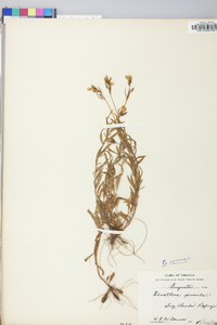 Oenothera perennis image