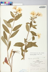 Oenothera pilosella image