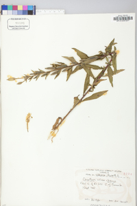 Oenothera villosa image