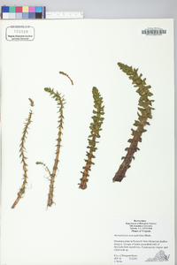 Myriophyllum heterophyllum image