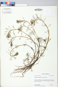 Myriophyllum aquaticum image