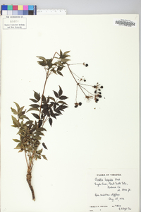 Aralia hispida image