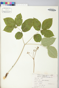 Aralia nudicaulis image