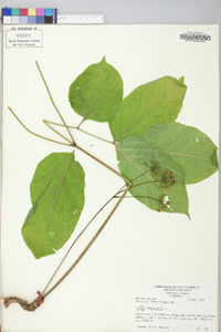 Aralia nudicaulis image