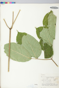 Aralia nudicaulis image