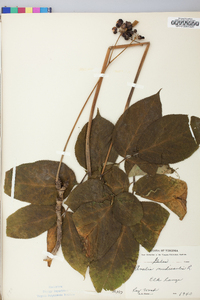 Aralia nudicaulis image