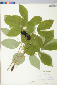 Aralia nudicaulis image