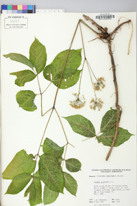 Aralia nudicaulis image