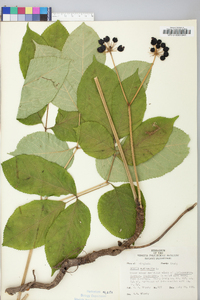 Aralia nudicaulis image