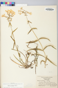 Phlox buckleyi image