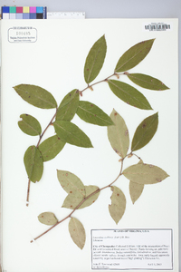 Leucothoe axillaris image