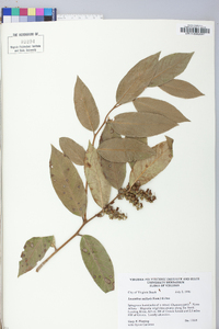 Leucothoe axillaris image