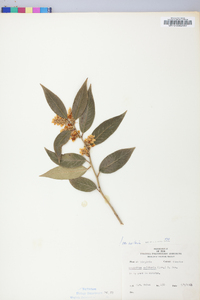 Leucothoe axillaris image