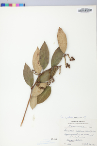 Leucothoe axillaris image