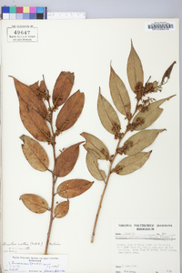 Leucothoe fontanesiana image