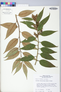 Leucothoe fontanesiana image