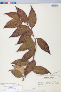 Leucothoe fontanesiana image