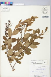 Lyonia ligustrina var. foliosiflora image