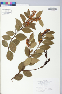 Lyonia lucida image