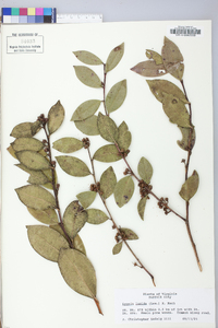 Lyonia lucida image