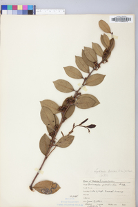 Lyonia lucida image