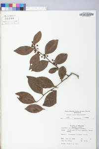 Lyonia lucida image