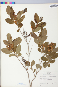 Lyonia mariana image