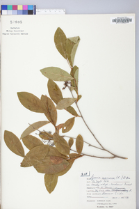 Lyonia mariana image